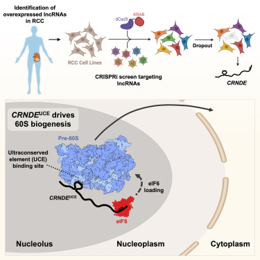 An ultraconserved snoRNA-like element in long noncoding RNA CRNDE promotes ribosome biogenesis and cell proliferation dlvr.it/TKF4QH