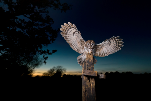 PNASNews's tweet photo. Is killing animals an effective way to regulate populations? Researchers debate the efficacy and #ethics of #LethalControl. PNAS News Feature: https://t.co/UWnXBmENwe
#conservation #SpottedOwl #BarredOwl #coyotes #InvasiveSpecies #culling #EndangeredSpecies #USFWS #EPA #wildlife https://t.co/fpleiTCLqg