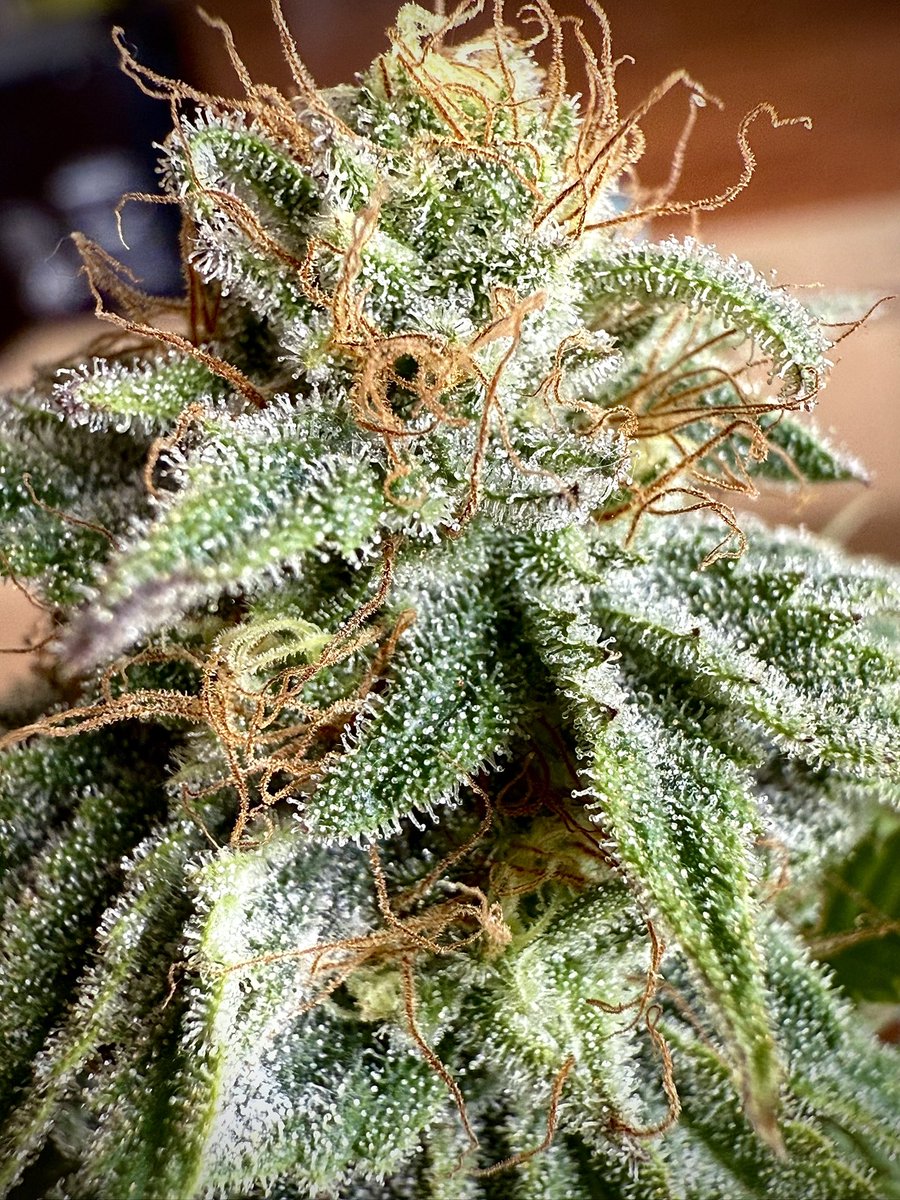 Blueberry 
<a href="/DutchPassion_/">Dutch Passion</a> 
Day 40 Flower

Lots of brown hairs goin on! Lots of clear trichomes left though. 

Due to the move, these girls are going to have to finish up outside for the last 2-3 weeks. 

No more tent grows for a couple weeks at least aside from my little 2x2