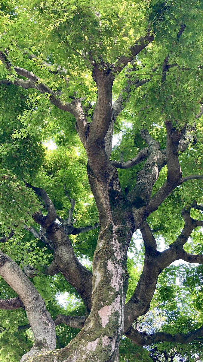 kaiiaki3's tweet photo. Enjoy the healing greenery https://t.co/hvRu47e7ON