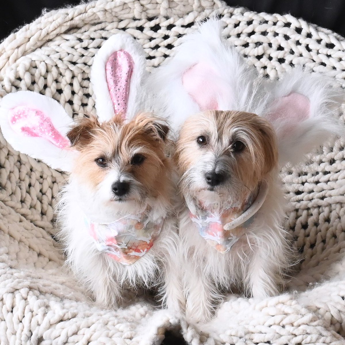 RiverLtMissOtis's tweet photo. Hoppy Good Friday!
#GoodFriday #easterdog
#ottawadogs
#jackrussellterriers https://t.co/BIEVtMAmDg