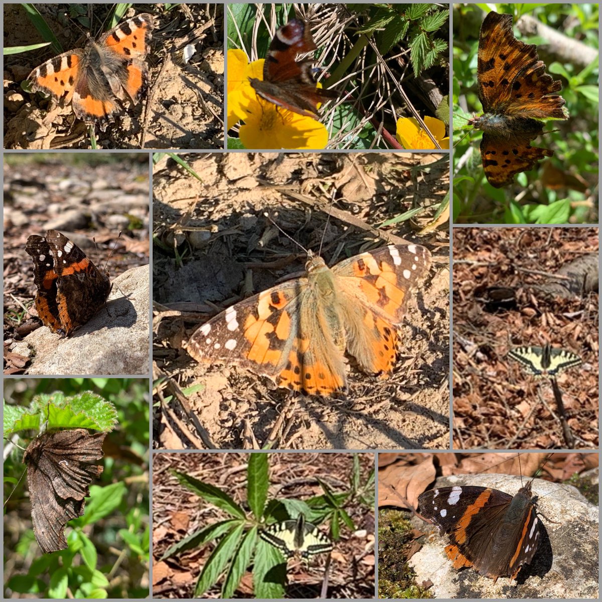 PensievePensine's tweet image. Wishing you all a happy weekend and Easter lovely folks 🐣

I am really fine and hope you are, too? 
Busy times, no Easter break in the mountains, up there 70cm of snow in 24h, road closures, power outages…
Fab start into #butterfly season here lately 🦋
#lepidoptera #vitaminN