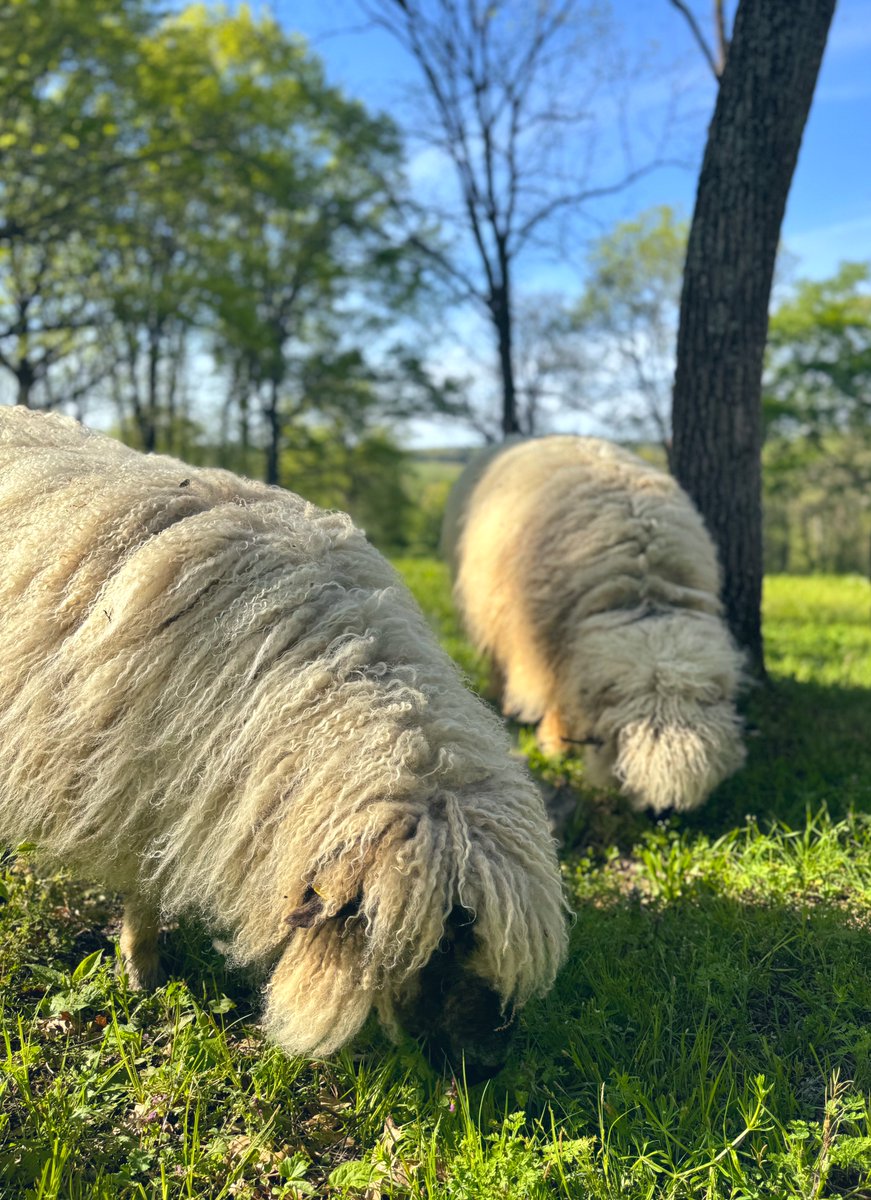 dustinkittle's tweet image. Blue Skies, Green Grass, and Sunshine ☀️
Happy Friday from all of us at Snow Creek!!
