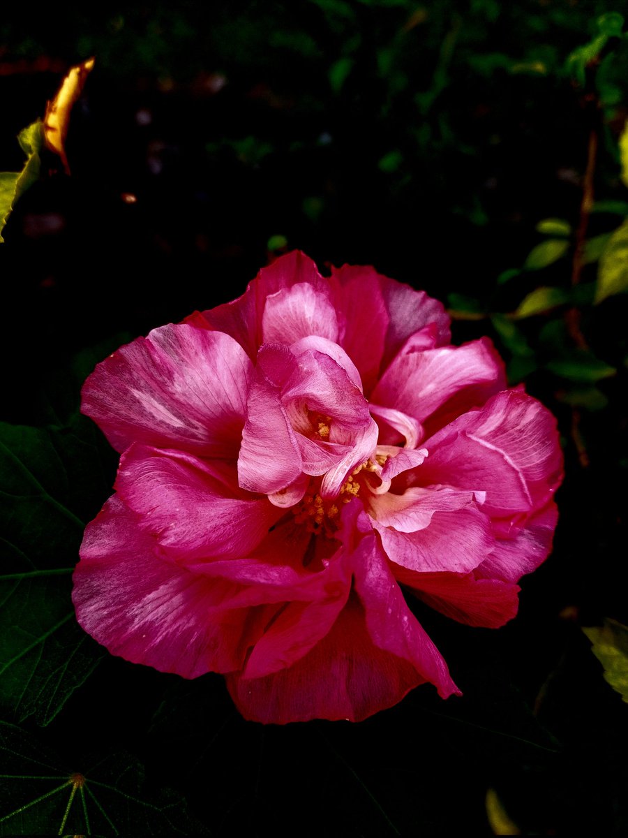 Vikki C. (@vwc_writes) on Twitter photo "Because I mostly dine alone /
other arrangements... "
'Self-portrait (salvaged)' 📷Vikki C. (2025)
<a href="/ThePhotoHour/">#ThePhotoHour</a> #photo #photography #art #artistcommunity #poet #spirit #camelia #flower #talisman "Because I mostly dine alone /
other arrangements... "
'Self-portrait (salvaged)' 📷Vikki C. (2025)
<a href="/ThePhotoHour/">#ThePhotoHour</a> #photo #photography #art #artistcommunity #poet #spirit #camelia #flower #talisman