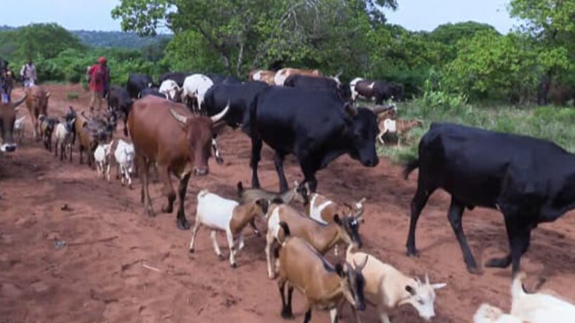 opaisonline's tweet photo. Sociedade
Roubo de Gado atinge contornos alarmantes em Chibuto
#roubodegado #chibuto #opaisonline #opais #gruposoico
https://t.co/TJhvocyFj3 https://t.co/sPg1AXUud4