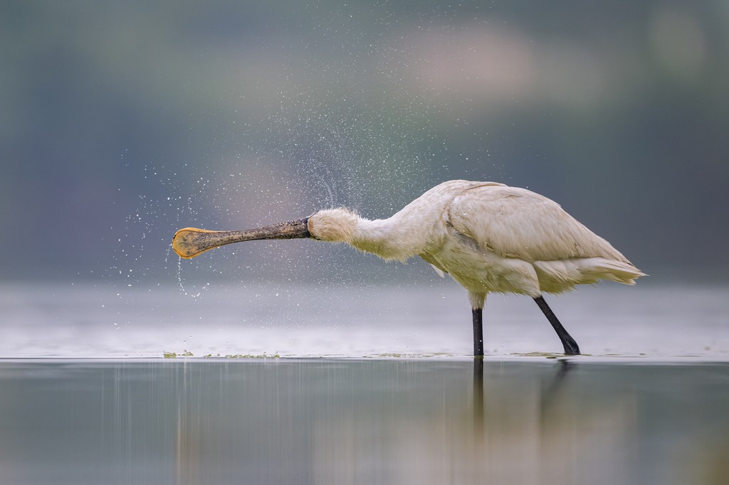Spoon Shaking
Bird Behaviour - COMMENDED
Chen Ein-Dor, Israel

'This Eurasian Spoonbill is showing its special beak, leaving you in no doubt as to how the bird it got its name. I was able to get so close to the bird thanks to my floating hide,.'