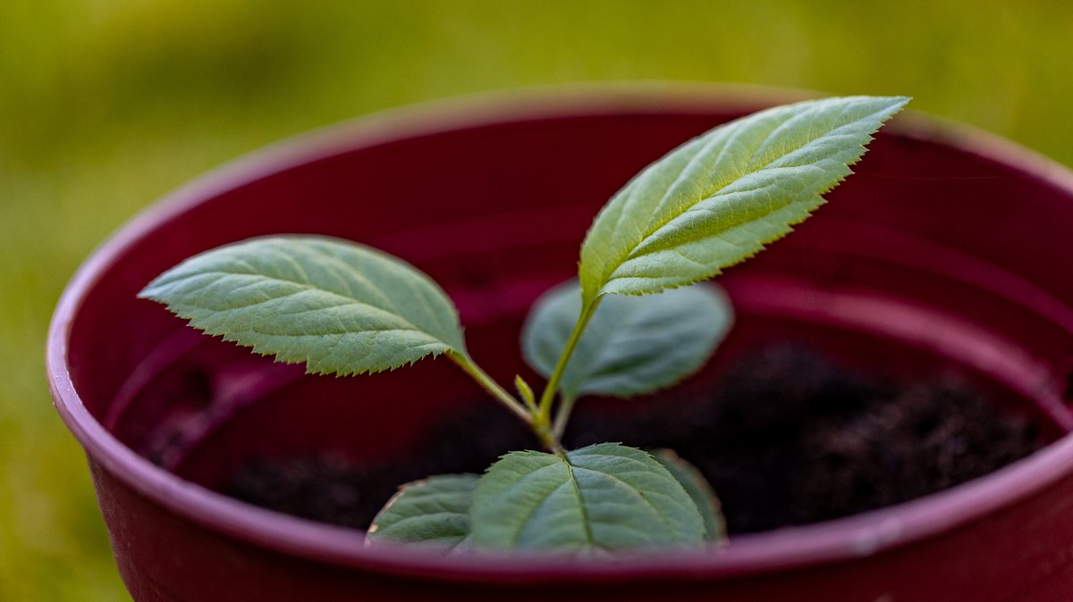 Coton Loves Pollinators ๐ ๐๐๐ (@cotonbuzz) on Twitter photo <a href="/RobGMacfarlane/">Robert Macfarlane</a> <a href="/BlueBarrelCider/">BlueBarrelCider</a> Potted on our 8 little Deakin/Macfarlane saplings today. After Easter theyโll go to their guardians around the village till theyโre big enough to go into the orchard ๐ฑ๐ <a href="/RobGMacfarlane/">Robert Macfarlane</a> <a href="/BlueBarrelCider/">BlueBarrelCider</a> Potted on our 8 little Deakin/Macfarlane saplings today. After Easter theyโll go to their guardians around the village till theyโre big enough to go into the orchard ๐ฑ๐