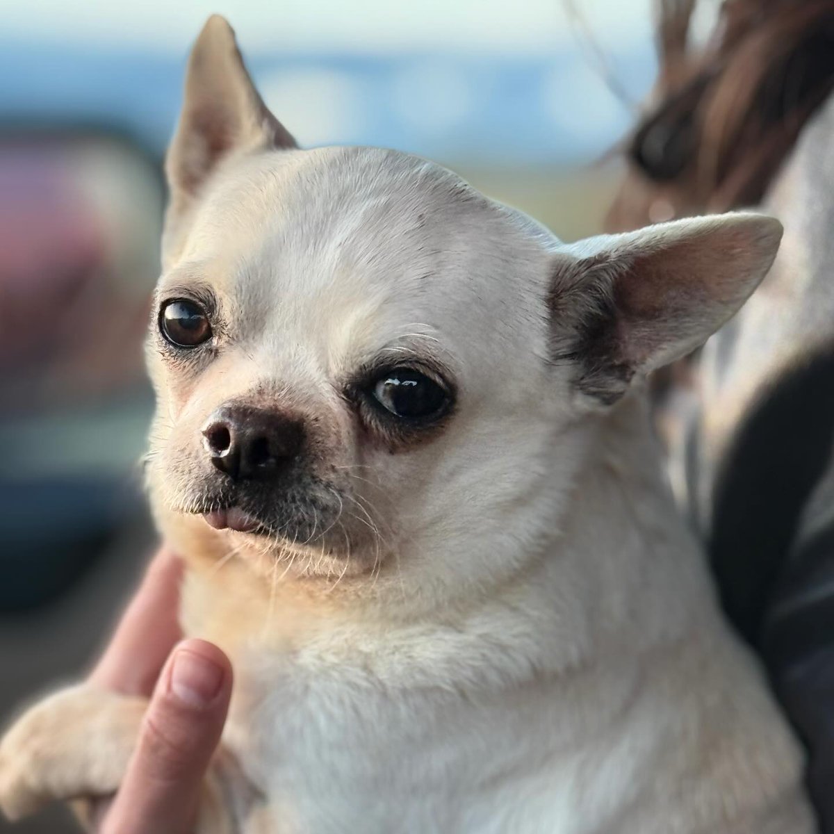 SosAbuelos1's tweet image. #Murcia
Contacto: elrincondebarakah@gmail.com➜ (Solicita aquí el cuestionario de adopción).

Él es #GIORGIO, los amigos lo llaman cariñosamente GIO y tiene 10 añitos.

Es un amor de chiquitín; súper tierno cariñoso y alegre.  Además, convive con perros y gatos sin problema.