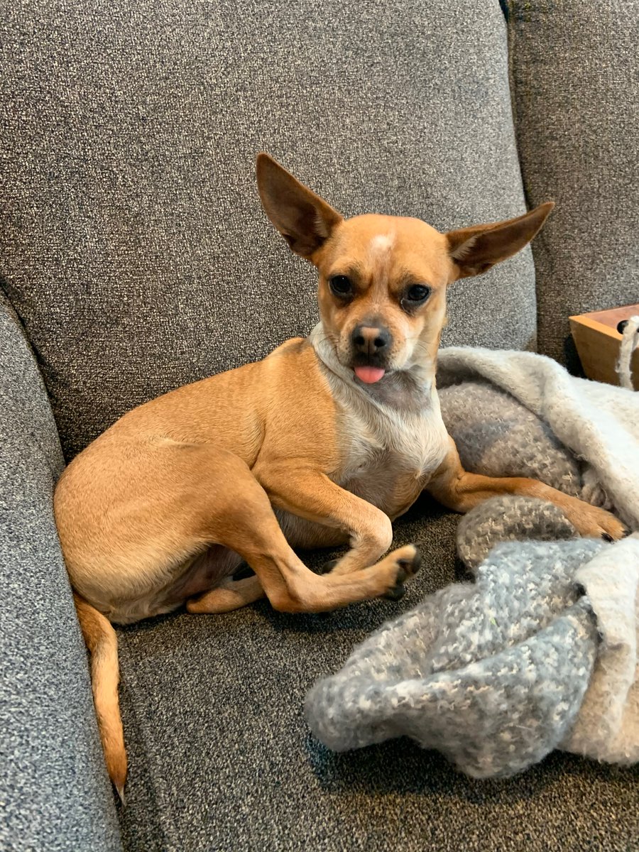 Mini Sheth is a 6 year old chihuahua mix that was rescued from a neglectful home in East Tennessee and needed a blood transfusion to survive!