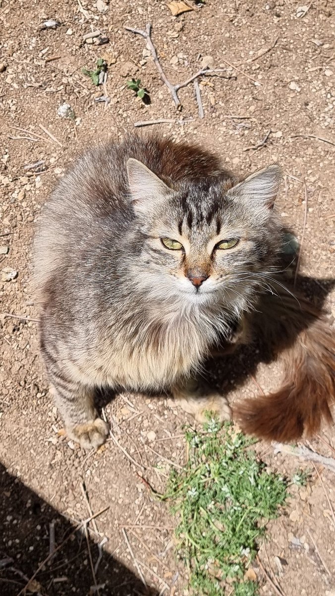 We need help with a colony of cats in Cyprus! Many need neutering &amp; medical help! After a recent hol to Paphos our son, wanted to set up a fundraiser to help the cats there. 1.5M CATS in Cyprus! Please help. Read more and donate 👇 <a href="/rickygervais/">Ricky Gervais</a> <a href="/aketton/">Ketts</a>
shorturl.at/u0CFa