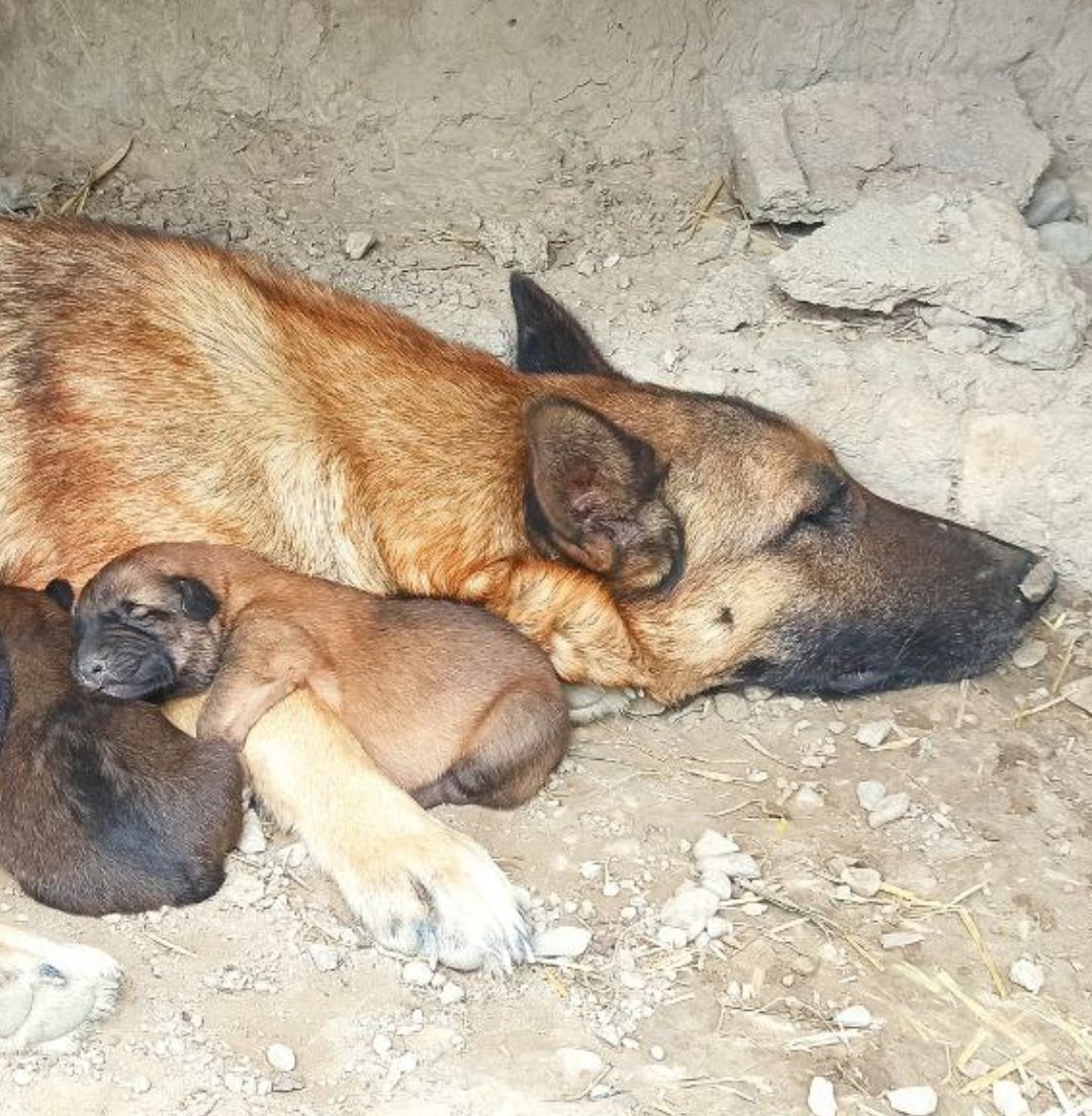 morezai73's tweet photo. Sophia (my dog) became a mother for the first time. https://t.co/chBcPPYcU1