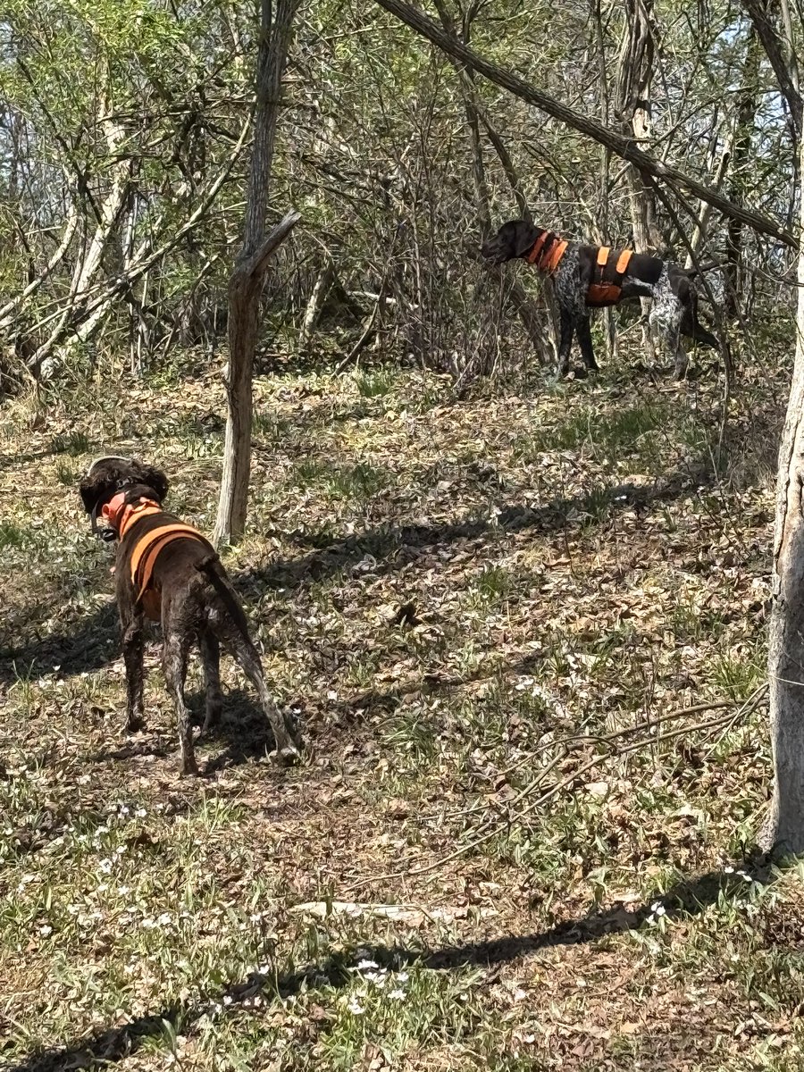 franke124's tweet photo. A little training at pheasant valley farm.  Chance and Angus pointing a chuckar.  They both scented this bird almost simultaneously, thus no backing.  #gundogs #huntingdogs #dk #brittanyspaniel https://t.co/26FGra4Uvl