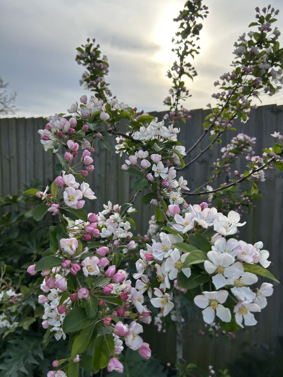 SusanHanny's tweet photo. Bottom two cost £5 each half dead …nothing happed last year …never give up #hope #gardens https://t.co/KwoRVjUNTX