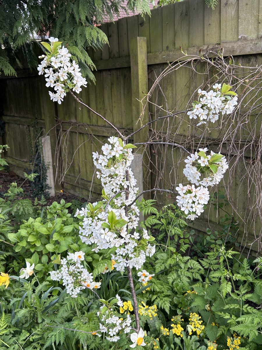 SusanHanny's tweet photo. Bottom two cost £5 each half dead …nothing happed last year …never give up #hope #gardens https://t.co/KwoRVjUNTX