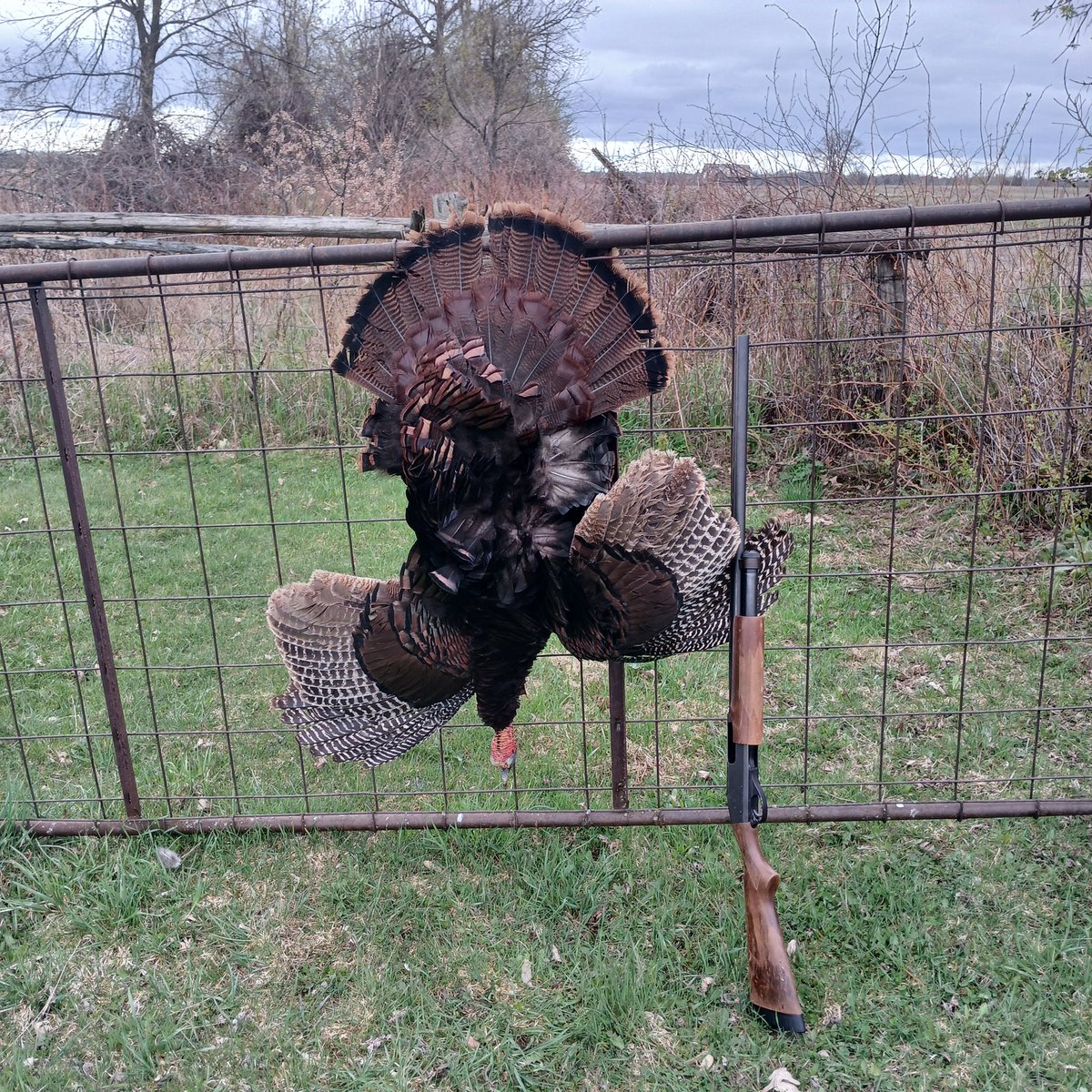 In anticipation of next Friday when our turkey season opens, here is tom #2 from my 2024 hunt!  #7MoreDays 🦃  🦃