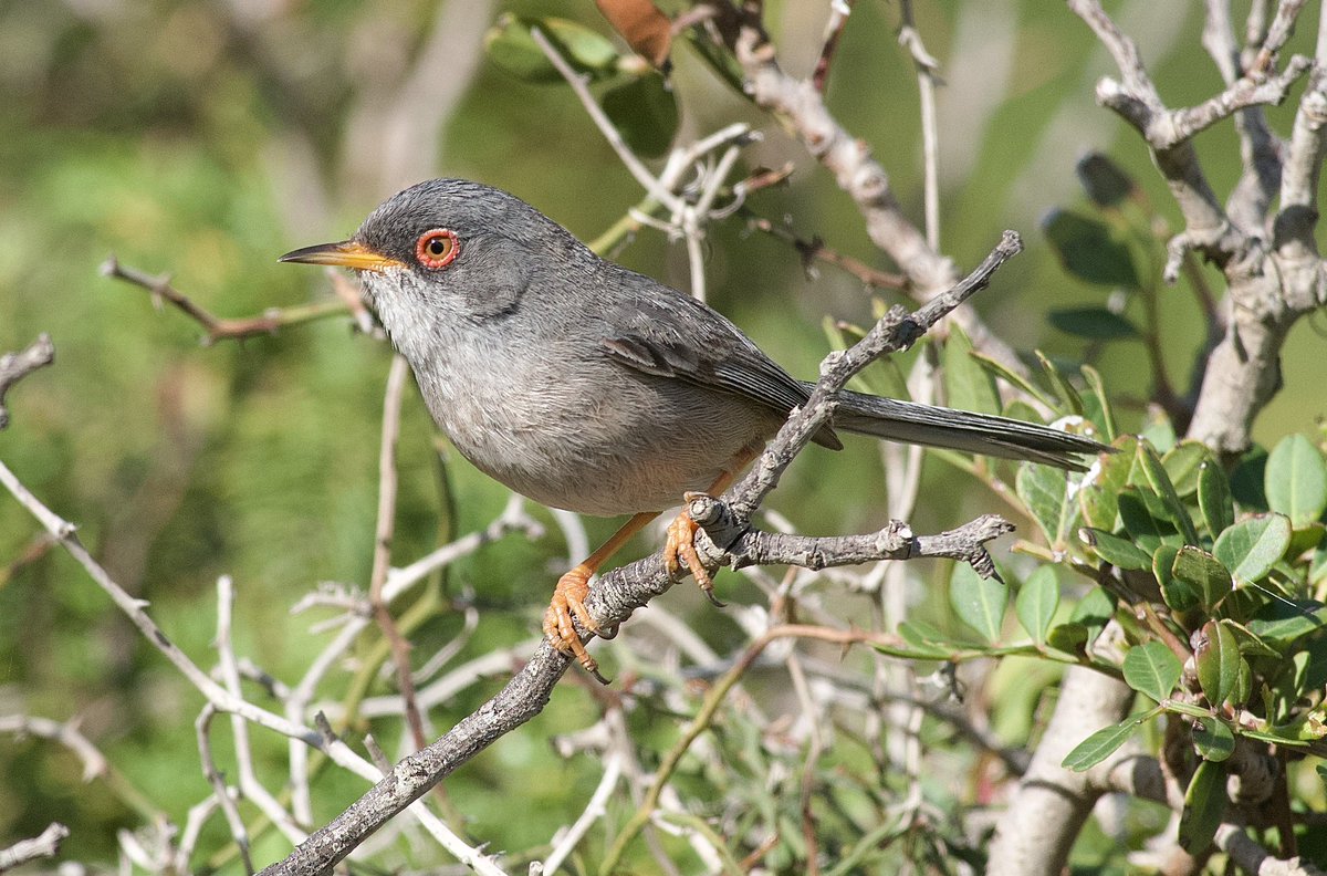 Bank Holiday lifer - one of two Balearic Warblers in Boquer Valley, Mallorca this afternoon.