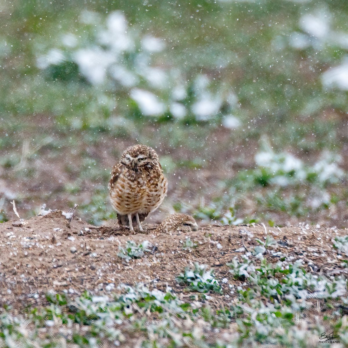 BHodgesPhoto's tweet photo. Burrowing Owls
#rockymountainarsenal
#owls
#burrowingowl https://t.co/no7pFM7rAm