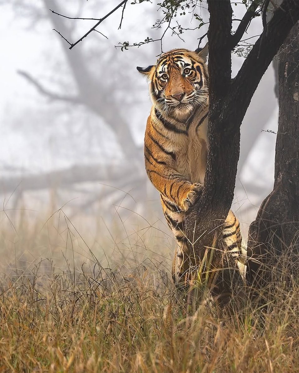 VagrantTravels's tweet image. 