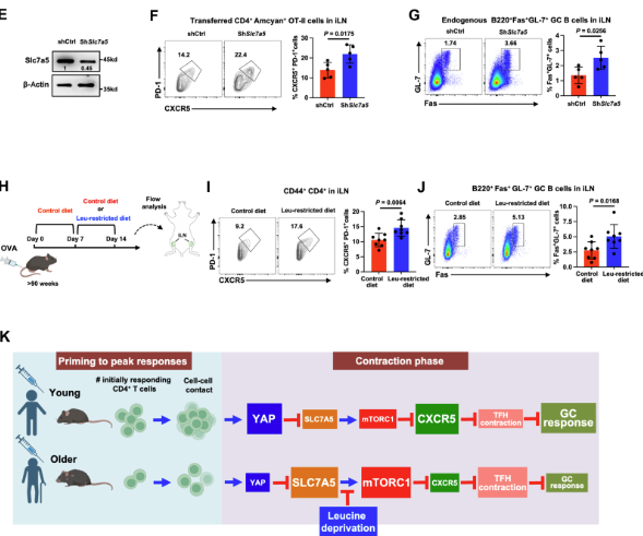 Waggoner Lab (@labwaggoner) on Twitter photo The leucine transporter SLC7A5 sustains mTORC1 activity and impairs TFH maintenance in older individuals <a href="/ScienceAdvances/">Science Advances</a>
science.org/doi/10.1126/sc… The leucine transporter SLC7A5 sustains mTORC1 activity and impairs TFH maintenance in older individuals <a href="/ScienceAdvances/">Science Advances</a>
science.org/doi/10.1126/sc…