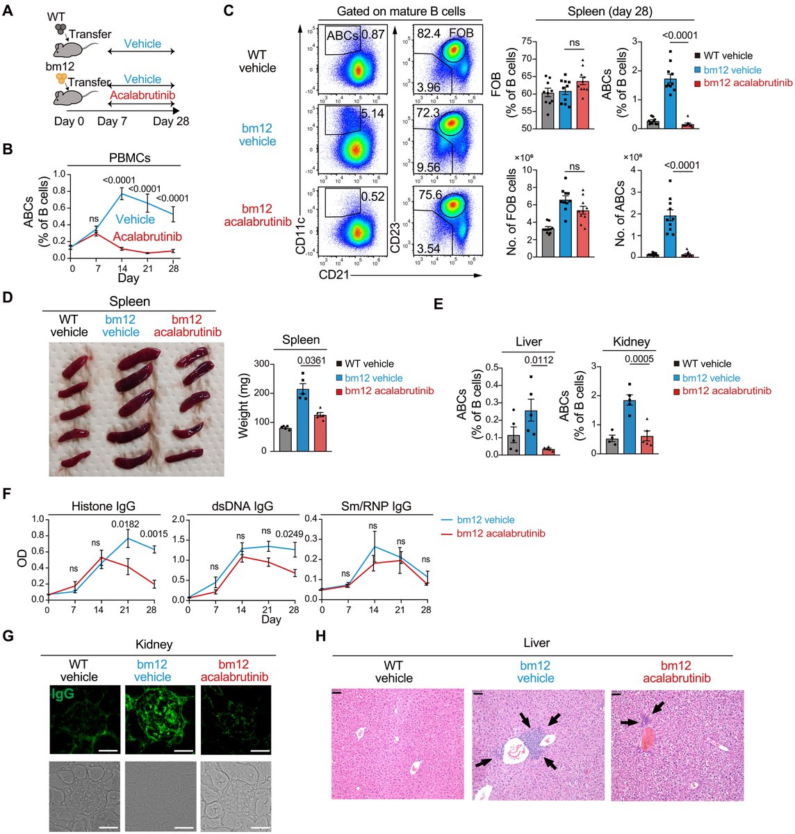 Waggoner Lab (@labwaggoner) on Twitter photo Constitutive active BCR signaling is essential for the generation and maintenance of age-associated B cells from anergic B cells
science.org/doi/10.1126/sc…
<a href="/ScienceAdvances/">Science Advances</a> Constitutive active BCR signaling is essential for the generation and maintenance of age-associated B cells from anergic B cells
science.org/doi/10.1126/sc…
<a href="/ScienceAdvances/">Science Advances</a>