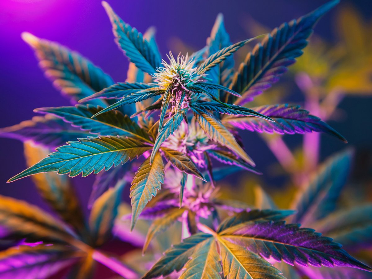 Greenway Magazine tweet media