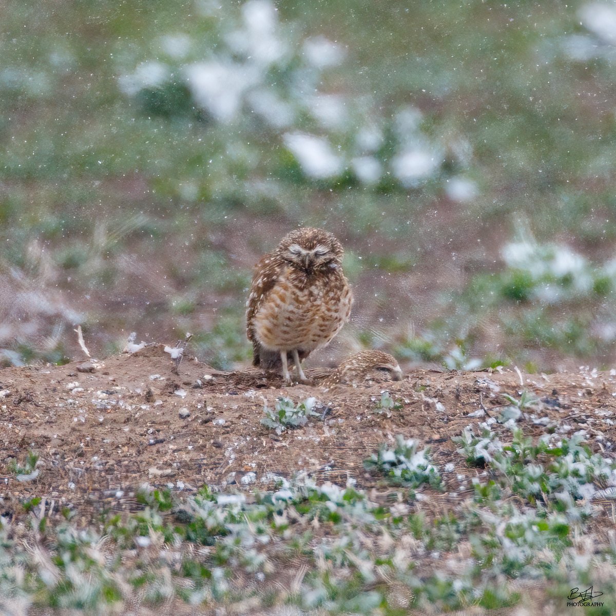 BHodgesPhoto's tweet photo. Burrowing Owls
#rockymountainarsenal
#owls
#burrowingowl https://t.co/no7pFM7rAm