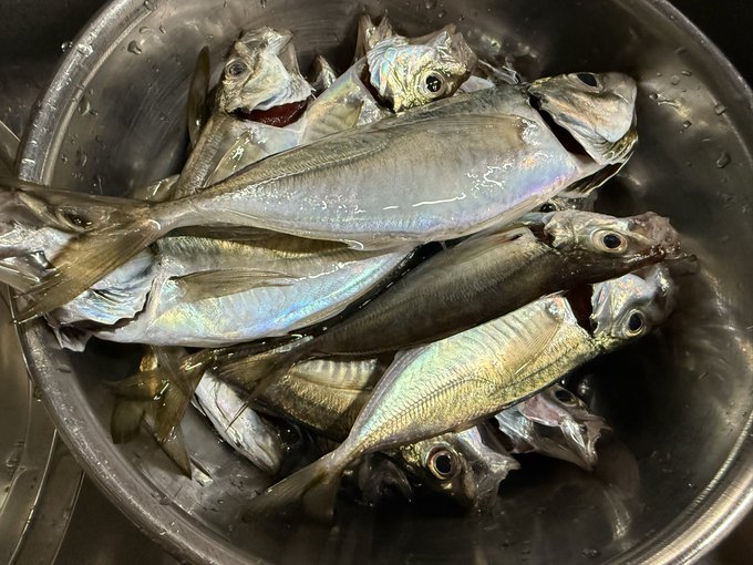 ✨今日のねこて〜✨
南蛮漬けと煮物作ったら、どうしてもアジフライも作りたくなり、作った直後にまた爆風の中アジングしに行って27匹釣ってきました あとなんか1匹デカいアジも釣れた 