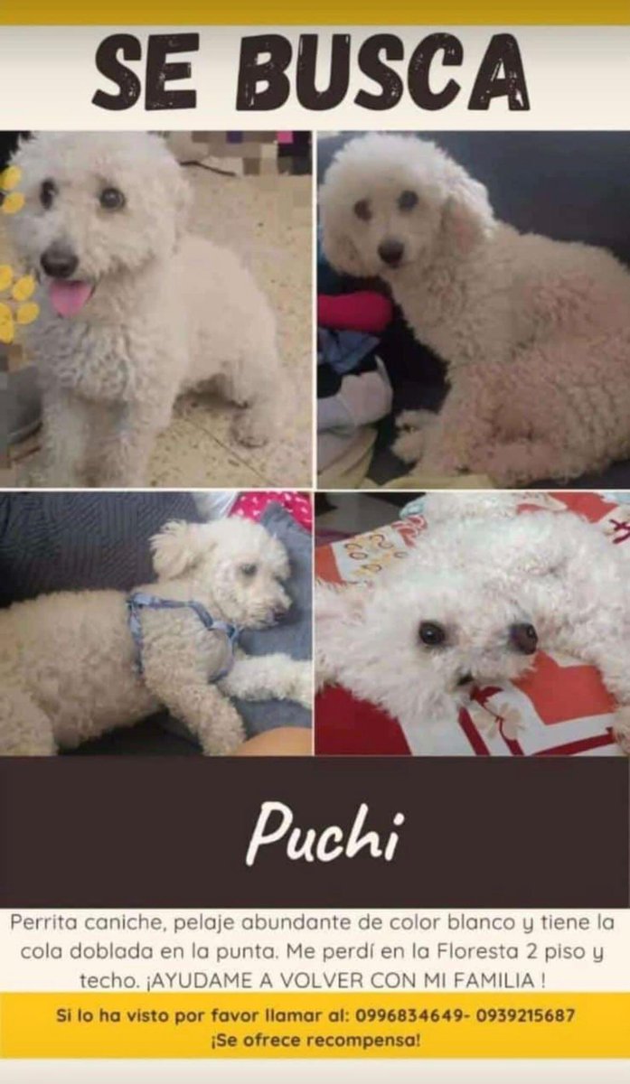 EmergenciasEc's tweet photo. #PerritoPerdido
Ayuden a compartir por favor, gracias https://t.co/qGr1UqSfxU