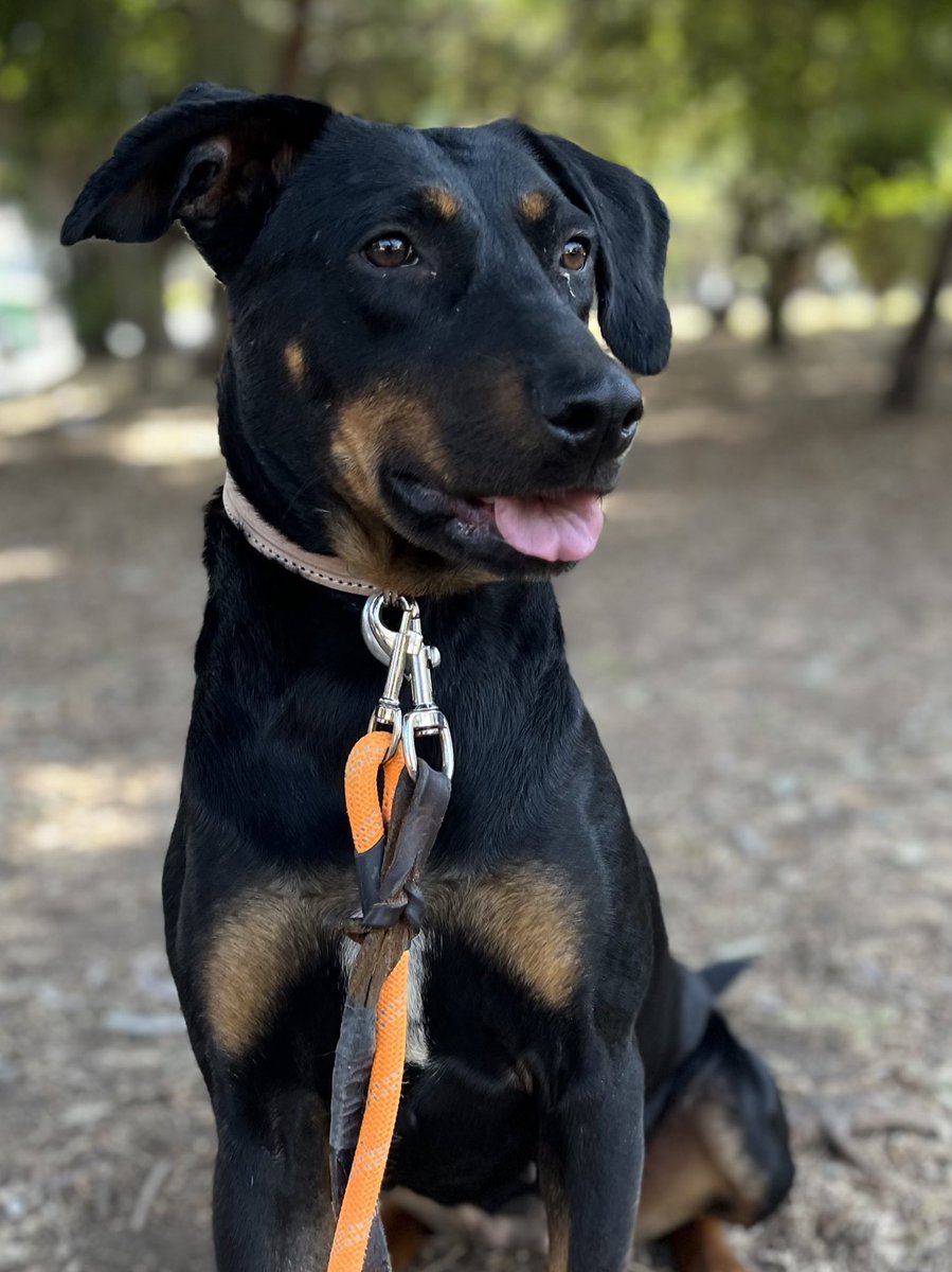 Amigos también ya venció la pensión de Celia 😭

Necesita 25 padrinos de 100 pesos para cubrir su pensión y alimento.

¿Le ayudan por favor?
Les juro que está llegando poquito apoyo.🥺