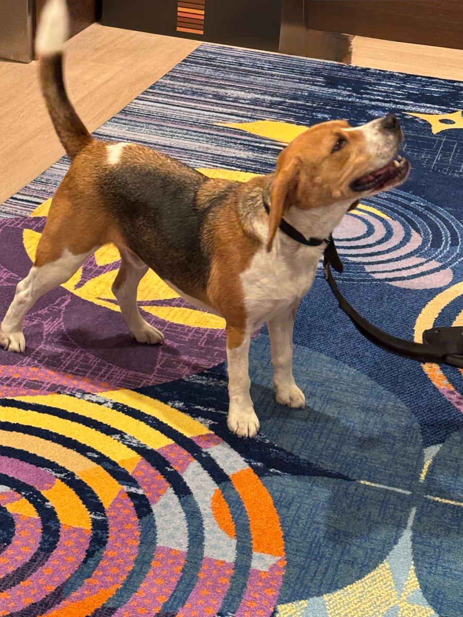 DisneyScoopGuy's tweet photo. The Disneyland Hotel uses beagles to keep the hotel free of bed bugs and I finally spotted one today! https://t.co/pEJC5ObLkx