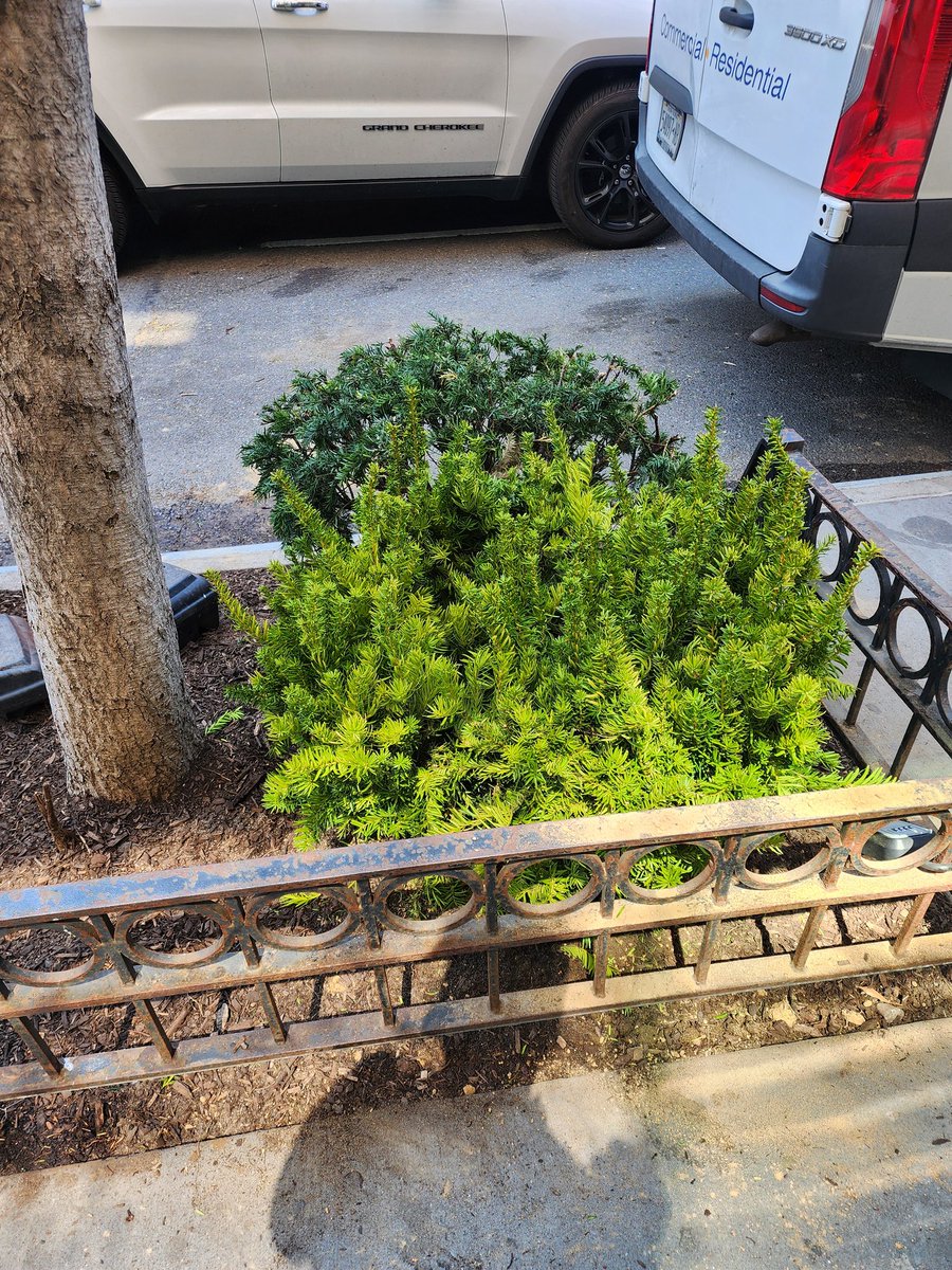 The <a href="/East86th/">East 86th St Assn</a> Green Team is back at it! Plants, fertilizer, and mulch going in today and tomorrow on the busiest stretch between 2nd/3rd/Lex/Park. <a href="/AFineBlogger/">Andrew Fine</a> keeping a watchful eye. Hope you like what you see. Donations always accepted at east86th.org