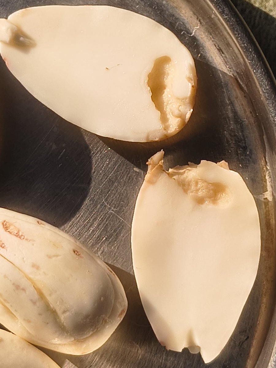 ManoharPandit's tweet photo. @FDA_MAHARASHTRA @jagograhakjago @fssaiindia Happilo sold rotten infested almonds as Premium Almonds. Feel cheated. Happilo must withdraw the product as it can affect health. Third class product at premium price https://t.co/rhUm4PMHl0
