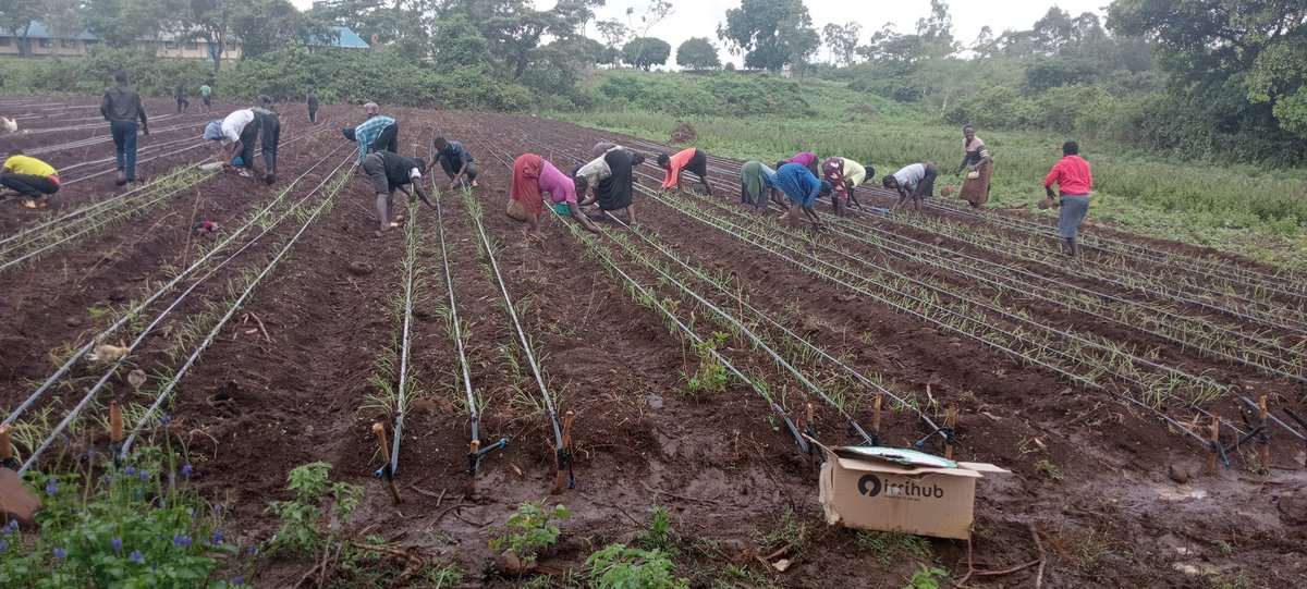 oso2797's tweet photo. Transplanting underway at Koduogo, Homa Bay Township Constituency, Homa Bay County. 
@IrriHub https://t.co/ILM8d0DTJP