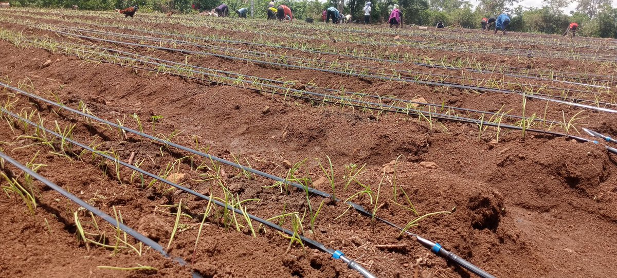 oso2797's tweet photo. Transplanting underway at Koduogo, Homa Bay Township Constituency, Homa Bay County. 
@IrriHub https://t.co/ILM8d0DTJP