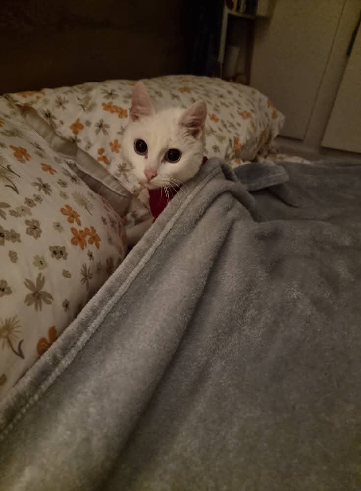 Bradford Cat Watch Rescue tweet media