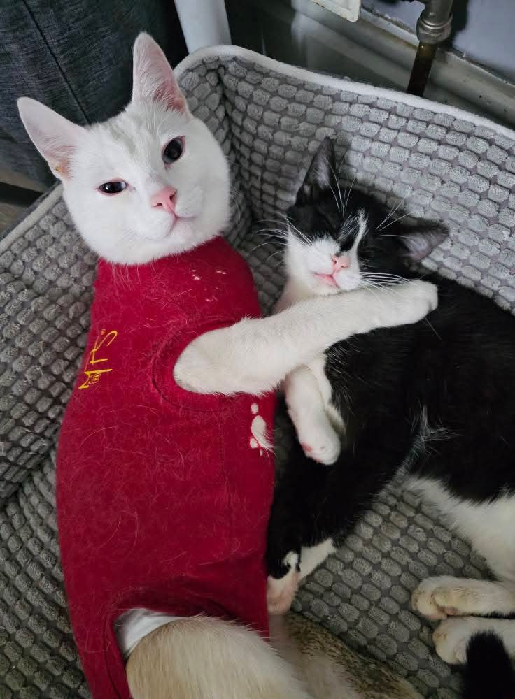 Bradford Cat Watch Rescue tweet media