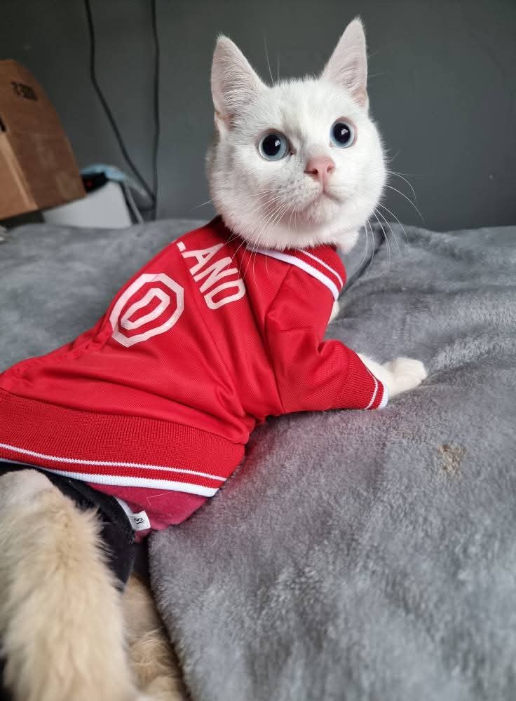 Bradford Cat Watch Rescue tweet media