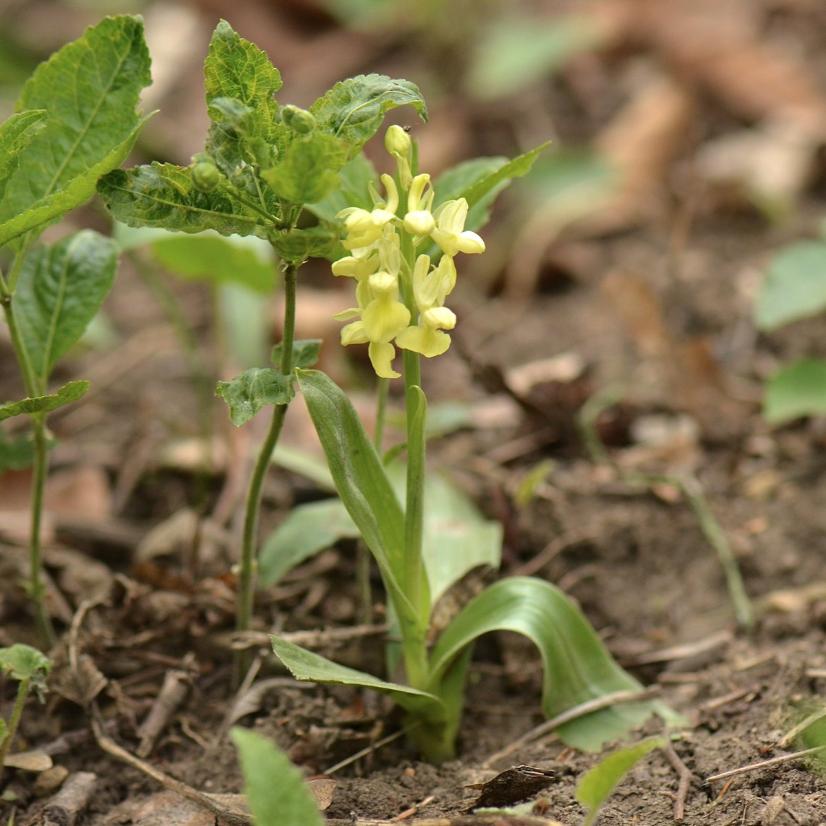 plasiaspis's tweet photo. Pale-flowered orchid | Bleich-Knabenkraut (𝙊𝙧𝙘𝙝𝙞𝙨 𝙥𝙖𝙡𝙡𝙚𝙣𝙨) • Vienna, Austria, 13.04.2025
#orchidaceae #europeanorchids https://t.co/73dTcdPDYL