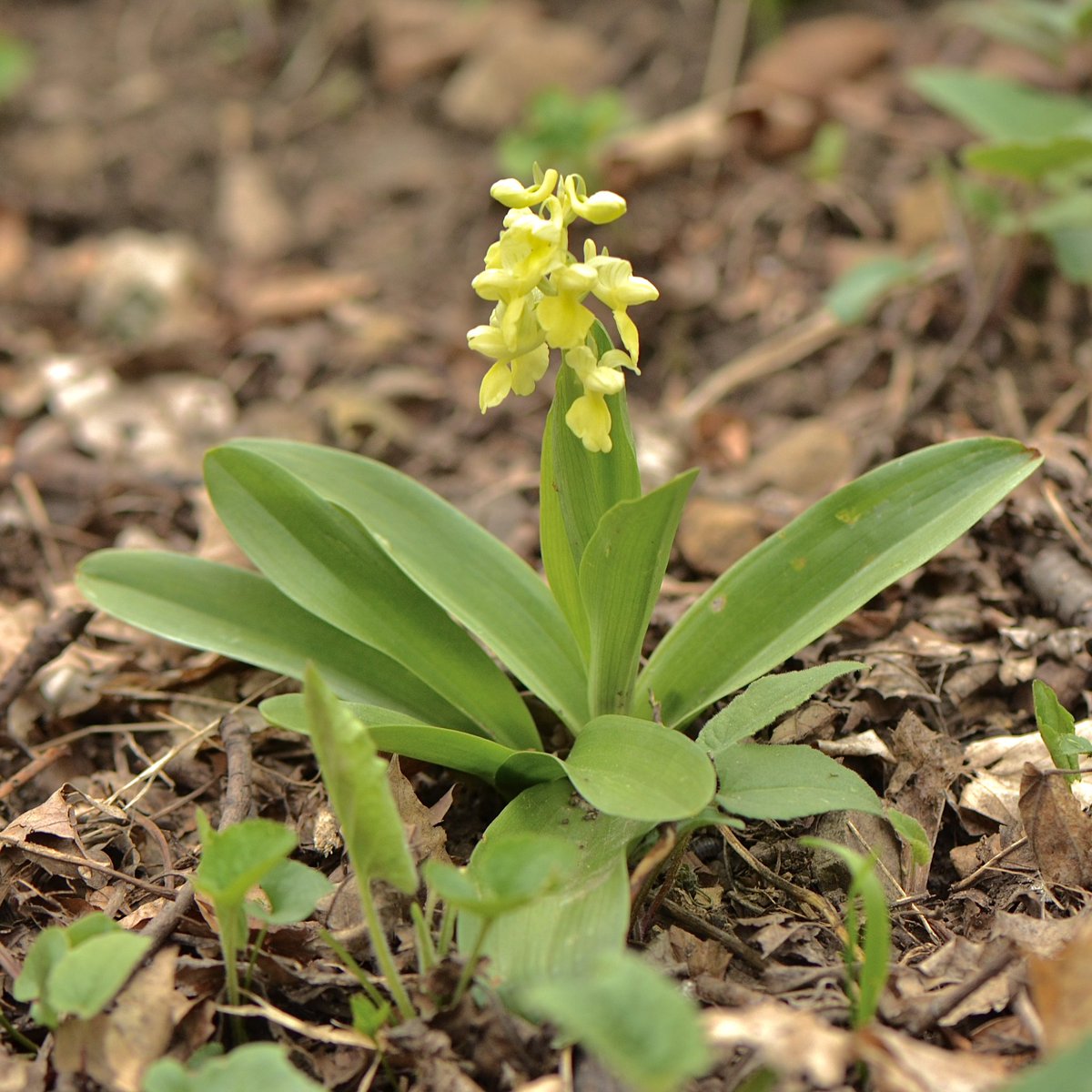 plasiaspis's tweet photo. Pale-flowered orchid | Bleich-Knabenkraut (𝙊𝙧𝙘𝙝𝙞𝙨 𝙥𝙖𝙡𝙡𝙚𝙣𝙨) • Vienna, Austria, 13.04.2025
#orchidaceae #europeanorchids https://t.co/73dTcdPDYL