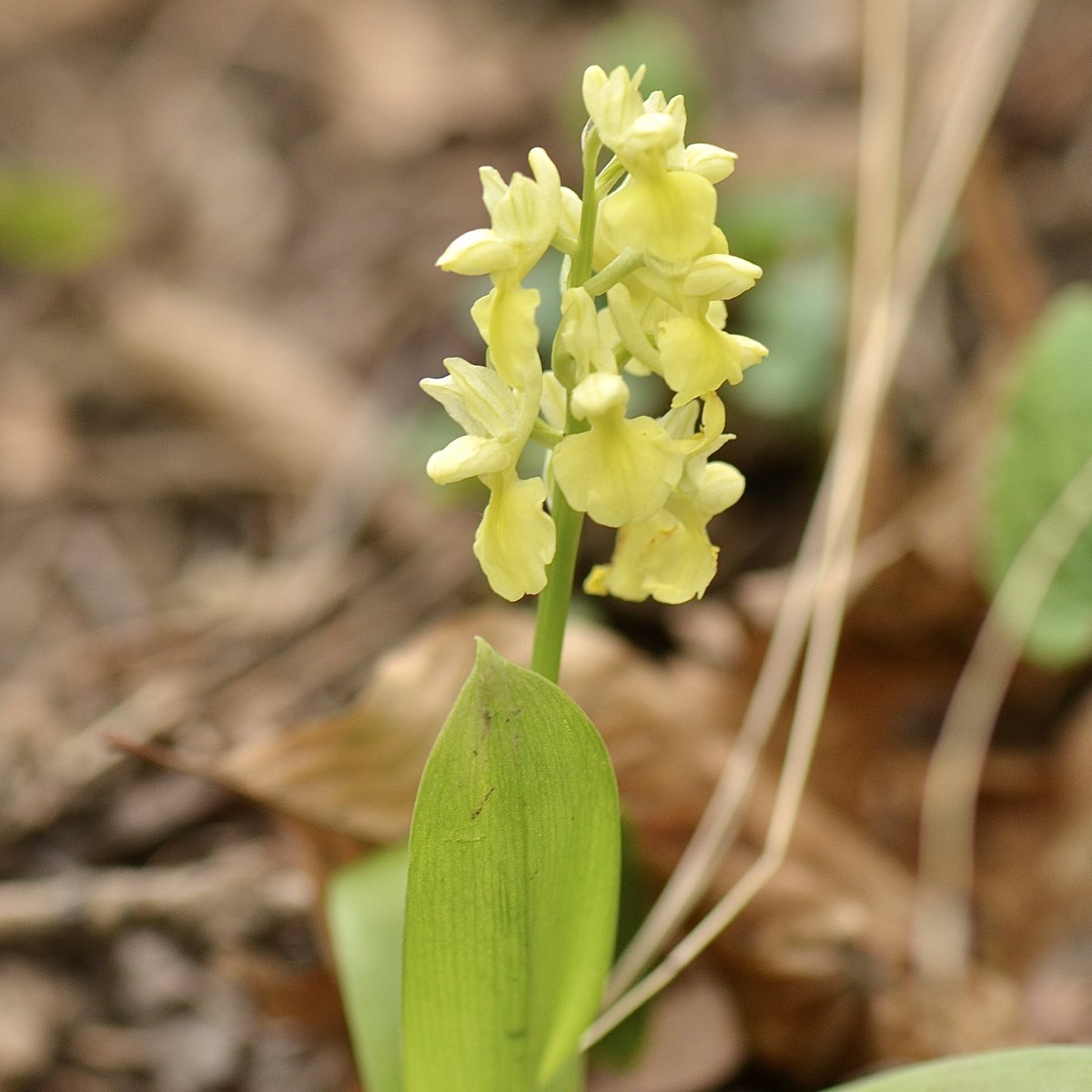 plasiaspis's tweet photo. Pale-flowered orchid | Bleich-Knabenkraut (𝙊𝙧𝙘𝙝𝙞𝙨 𝙥𝙖𝙡𝙡𝙚𝙣𝙨) • Vienna, Austria, 13.04.2025
#orchidaceae #europeanorchids https://t.co/73dTcdPDYL