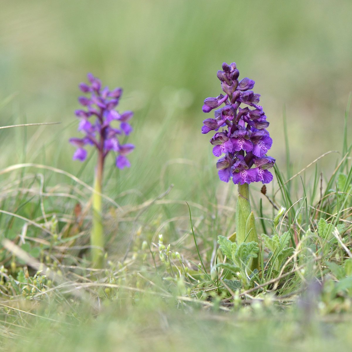 plasiaspis's tweet photo. Green-winged orchid | Klein-Knabenkraut (𝘼𝙣𝙖𝙘𝙖𝙢𝙥𝙩𝙞𝙨 𝙢𝙤𝙧𝙞𝙤) • Obere Lobau, Vienna, Austria, 16.04.2025
#orchidaceae #europeanorchids https://t.co/q2GUOdW3FG