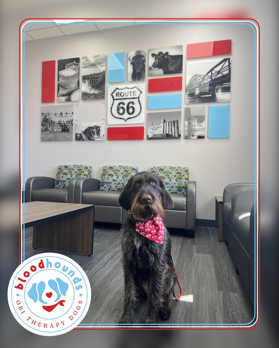 OurBloodInst's tweet image. It's #GoodBoyFriday! Meet Leni!
Leni is a Drahthaar with an impressive background. You can find Leni on Friday afternoons at our Yukon Donor Center!
Welcome to the #BloodHounds, Leni! 🐶🐾🌟🩸
#OurBloodInstitute #ServiceDogs #TherapyDogs #DonateBloodSaveLives