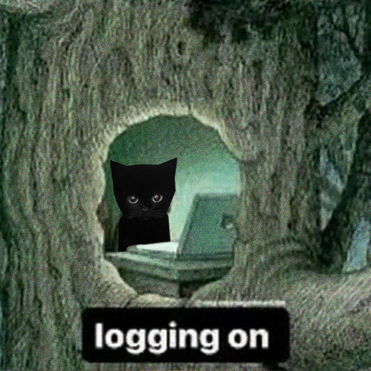 bro the cat tweet media