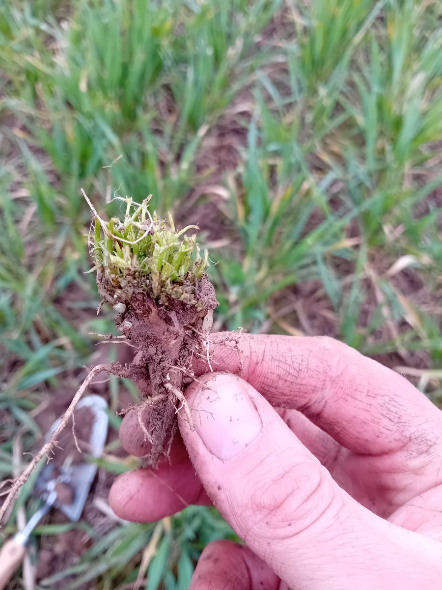 Clover is definitely a Slug favorite over the wheat