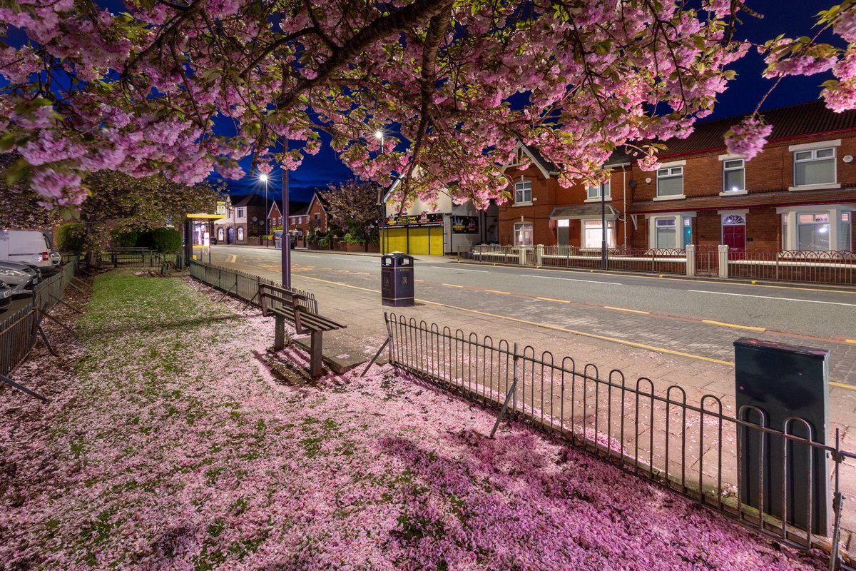 Prescot Town 🌸🌷🌼
#springtime #SpringVibes #cherryblossom #spring #springflowers #prescot #knowsley #picturingprescot #lighttrails 
<a href="/loveprescot/">Love Prescot</a> <a href="/scousescene/">ScouseScene</a>