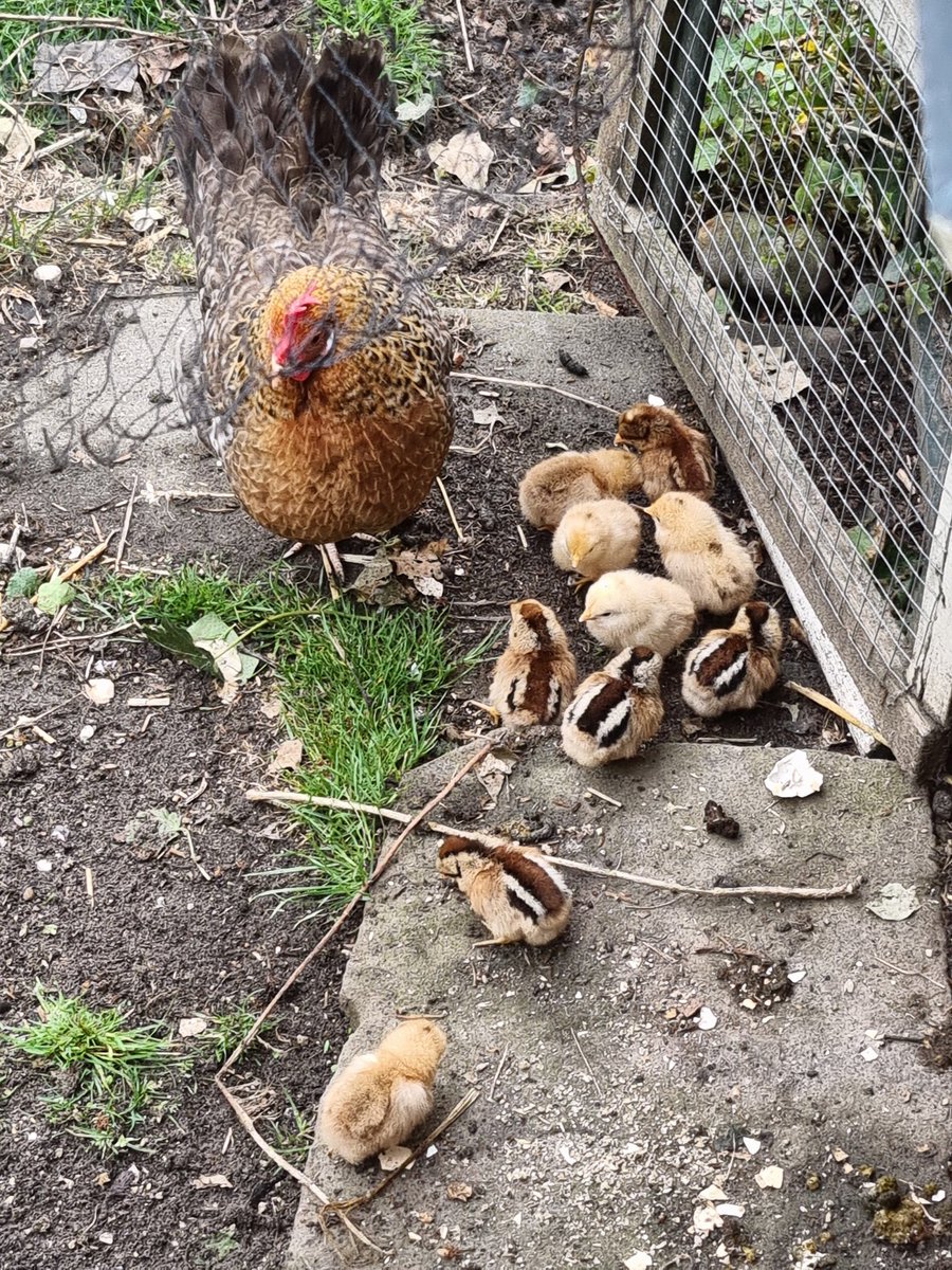 LageLinde's tweet photo. Bij #Pasen horen kuikentjes. Deze kip had de planning goed op orde. Daarom allemaal een vrolijk Pasen gewenst.
Kom ze gerust bewonderen op ons #rustpunt.
Wij zijn gewoon open met de #paasdagen https://t.co/H3hYYsuBIQ