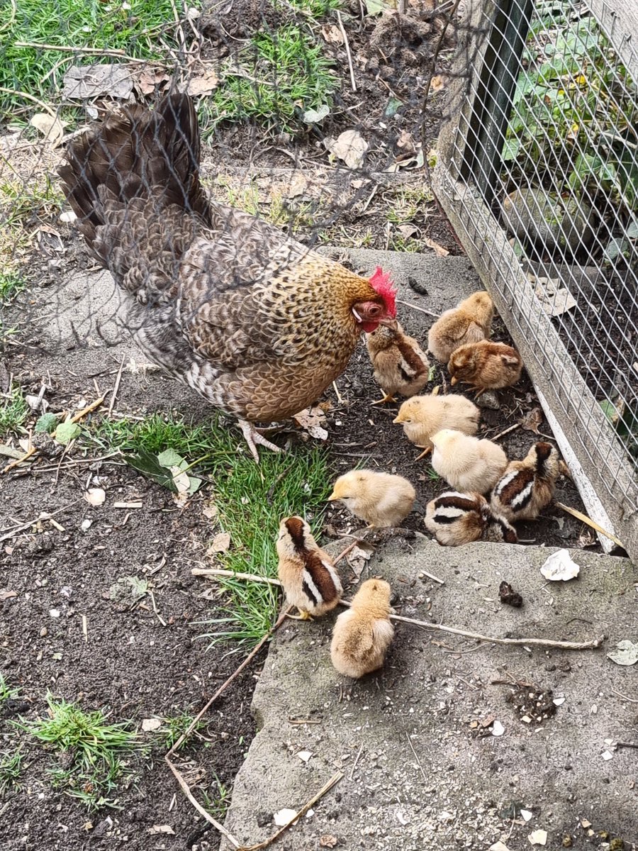 LageLinde's tweet photo. Bij #Pasen horen kuikentjes. Deze kip had de planning goed op orde. Daarom allemaal een vrolijk Pasen gewenst.
Kom ze gerust bewonderen op ons #rustpunt.
Wij zijn gewoon open met de #paasdagen https://t.co/H3hYYsuBIQ