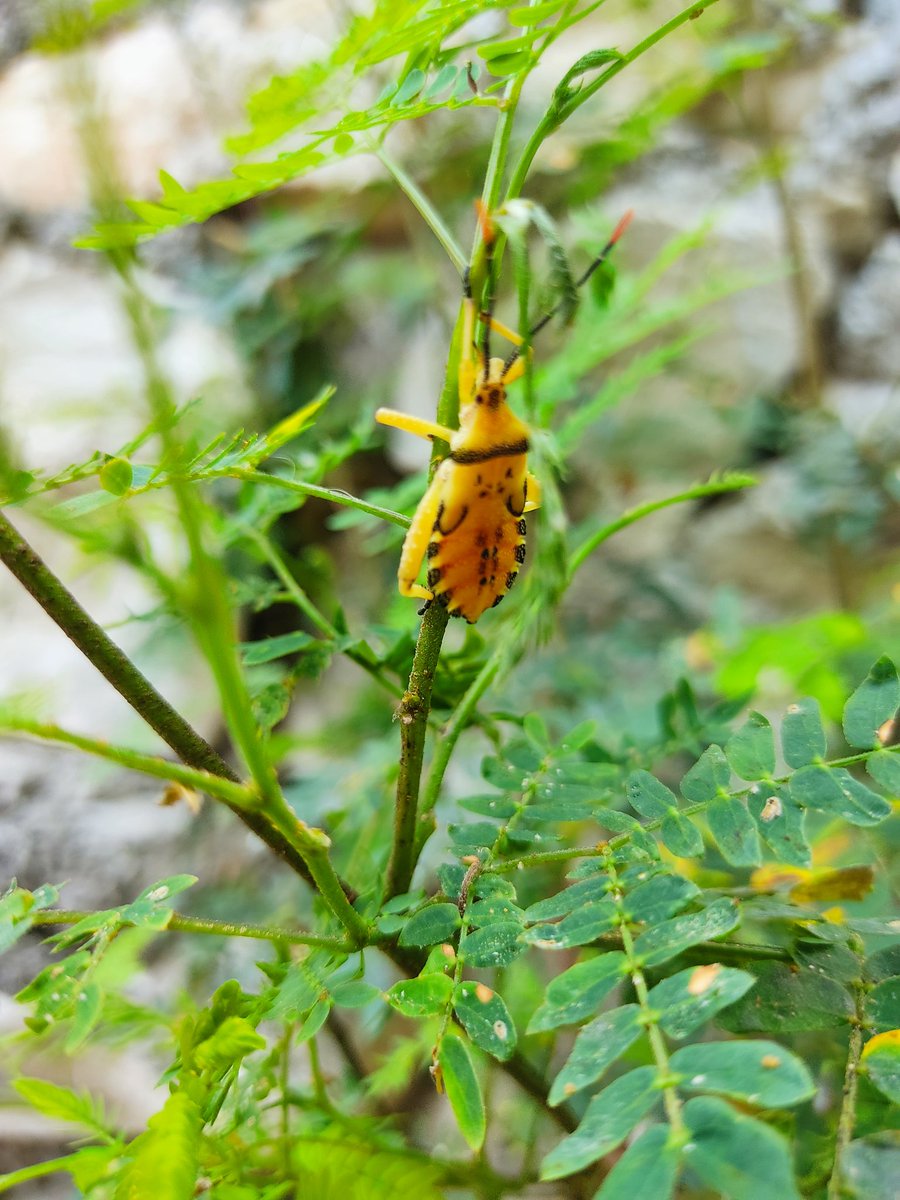 GerardoAldape13's tweet photo. @BichoDatos buenos días, serán chinches besuconas o de Chagas, me cuesta mucho identificarlas, saludos desde Tuxtla Gutiérrez, Chiapas. https://t.co/abYnKMkuhN