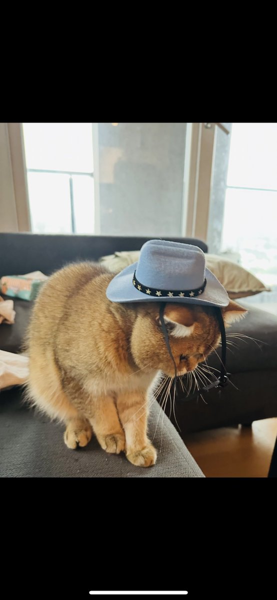 LordLapeMeows's tweet photo. @CowboyGecko https://t.co/jyX2Dx9LUg