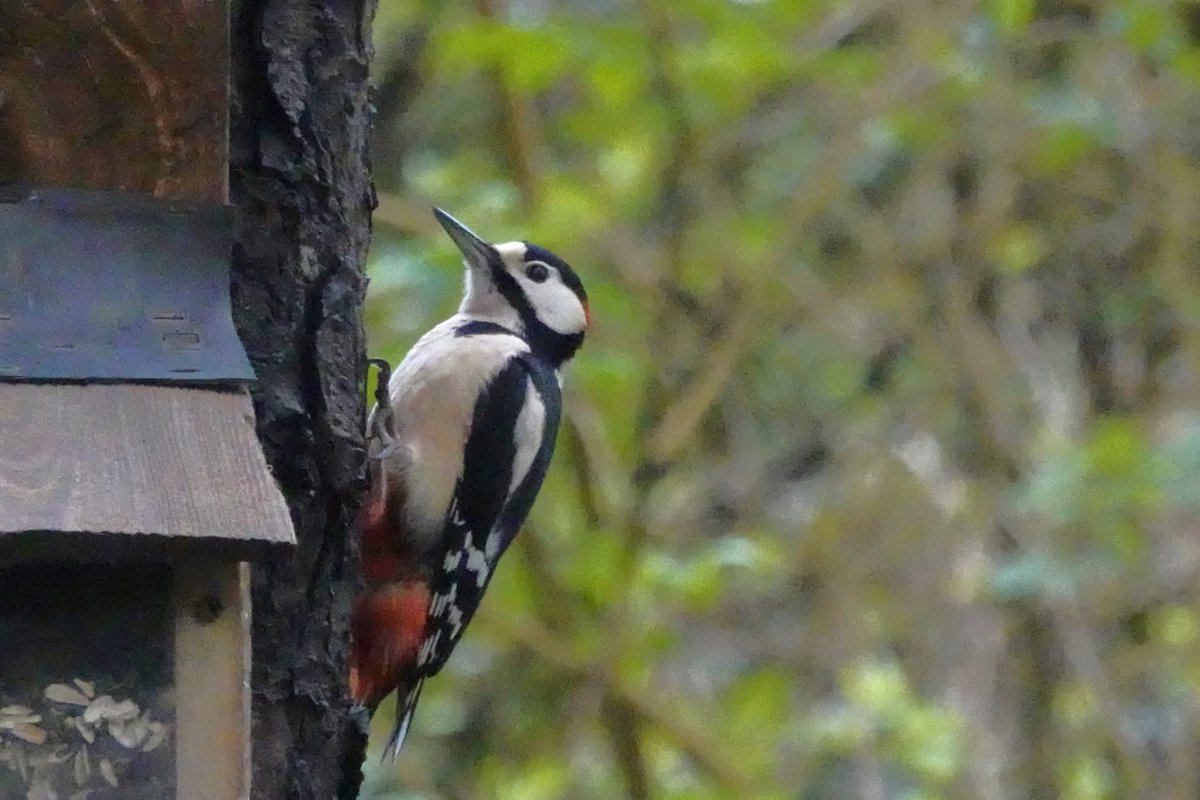 Penrhos ,a great place to visit while you still can on a #bankholidayweekend ( before it’s destroyed and turned  into a tourist holiday village ) 📸by Gillian Metcalf and Shirley Blease
#AchubPenrhos #SavePenrhos